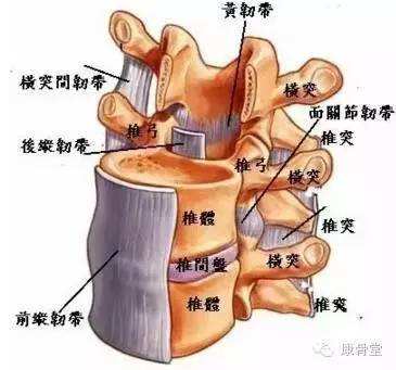 腰椎.jpg 腰椎.jpg